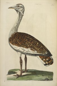 Le bustard mâle, illustration de 