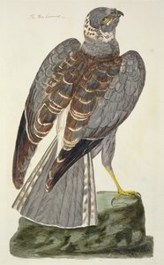 Le busard Saint-Martin (Circus cyaneus) planche de 