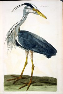 Le Héron (Ardea cinerea) planche de 