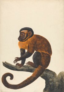 Un Capucin - Peter Paillou the younger