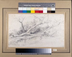Un arbre tombé près d
