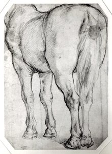 Arrière du cheval - Peter Paul Rubens