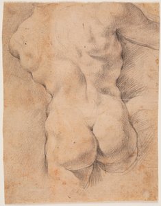 Torse masculin vu de dos
