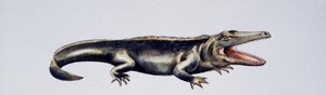 Cyclotosaurus sp, Mastodonsauridae, Trias supérieur, Oeuvre de Peter Ross
(photo)