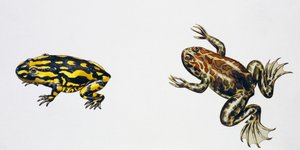Triadobatrachus massinoti et Palaeobatrachus sp, œuvre d