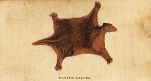 Lémurien volant des Philippines, Cynocephalus volans, 1800 - Peter Simon Pallas