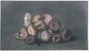 Nature morte de fleurs séchées