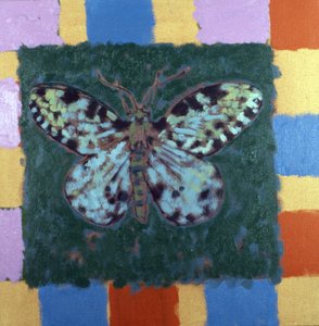 Mite léopard