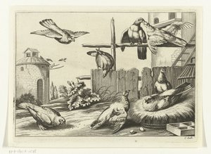 Pigeons près d