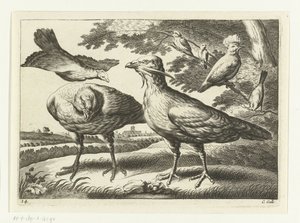 Oies et un cacatoès - Peter van Liesebetten