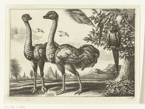 Deux autruches