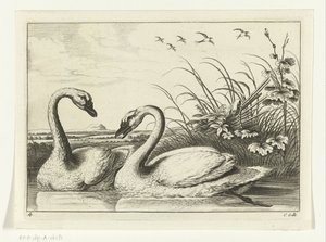 Deux cygnes - Peter van Liesebetten