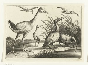 Oiseaux aquatiques
Diversarum avium species (série) - Peter van Liesebetten