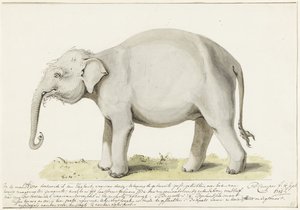 Éléphant debout, vers la gauche