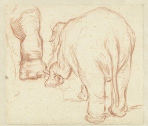 Éléphant debout, vu de dos, et une patte - Petrus Camper