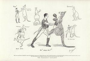 Le Kangourou Pugiliste - Phil May