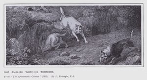 Vieux terriers de travail anglais - Philip (after) Reinagle