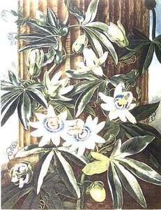 La fleur de la passion bleue, gravée par Caldwell, de 