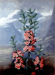 Le Kalmia à feuilles étroites ou Laurier des montagnes, gravé par Caldwell, de 