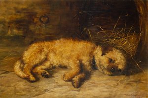 Un chiot Border Terrier