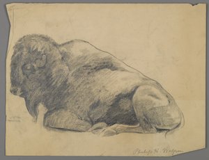 Bison - Philip H. Wolfrom