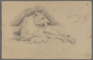 Lionne assise - Philip H. Wolfrom