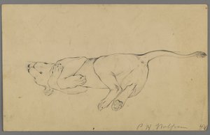 Lionne endormie - Philip H. Wolfrom