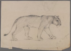 Lionne marchant - Philip H. Wolfrom