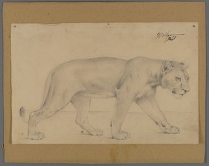 Lionne marchant - Philip H. Wolfrom