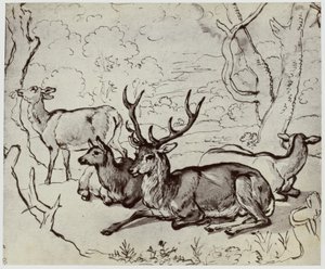 Ridinger, Un Cerf