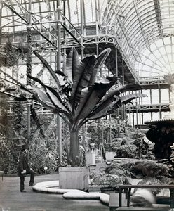Plantes tropicales dans la salle égyptienne, Crystal Palace, Sydenham, Londres - Philip Henry Delamotte