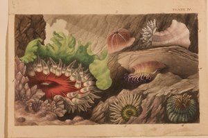 Planche IV, étude pour 