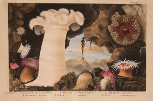 Planche I, étude pour 