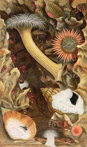 Anémones à tentacules enroulés, planche III de 