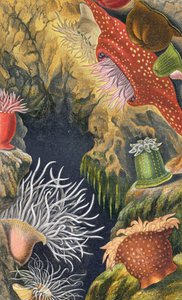 Le Diadème Pimplet, planche VI de 