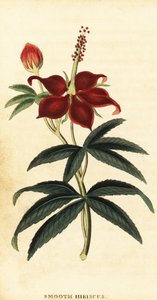 Turkcap, Malvaviscus arboreus, 1800 (gravure)