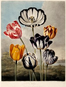 Tulipes