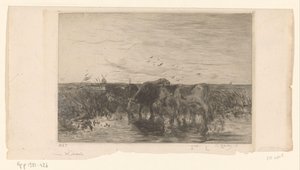 Vaches au bord de l