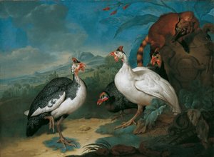Pintades et coati