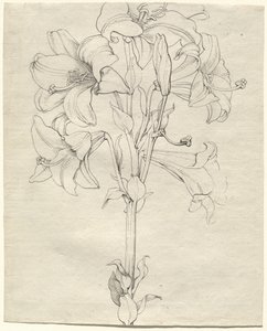Une tige de lys avec six fleurs - Philipp Otto Runge