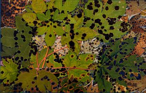 Acer pseudoplatanus : Sycomore attaqué par le champignon noir Rhytisma acerinum, 1907-09