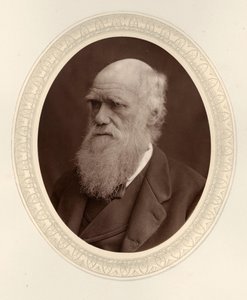 Portrait de Charles Darwin 1809-1882, 1877 - Photo studio Lock and Whitfield