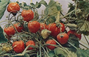Fraises - John Kidd & Co. Ltd. - Photochrom Co Ltd of London