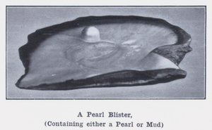 Une perle blister, contenant soit une perle soit de la boue - Photographer Australian