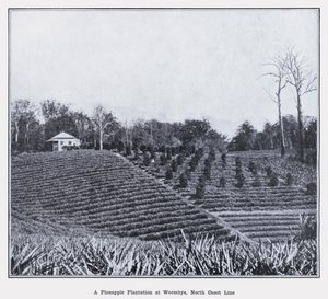 Une plantation d