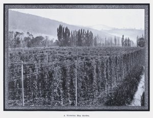 Un jardin de houblon victorien