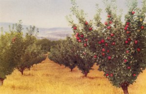 Verger de pommiers - Photographer Australian