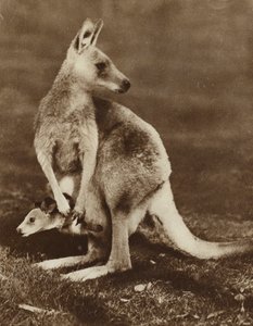 Bébé kangourou regardant hors de la poche de sa mère, Australie - Photographer Australian