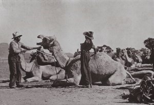 Équipes de chameaux avec des Aborigènes en charge de l