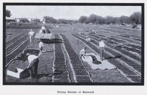 Séchage des raisins à Renmark - Photographer Australian